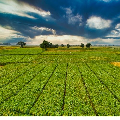  Agriculture Application