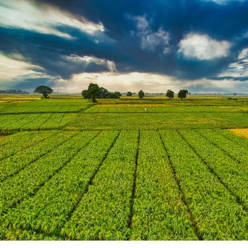  Agriculture Application